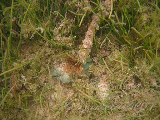 Holothurie - Synapta maculata.JPG - menacée, cette holothurie se contracte au quart de sa taille normale qui est d'environ 2.5 m, sa peau s'accroche très facilement sur le néoprène
